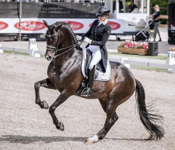 Indian Rock honored as KWPN ‘Zuid-Holland’ Horse of the Year 2022